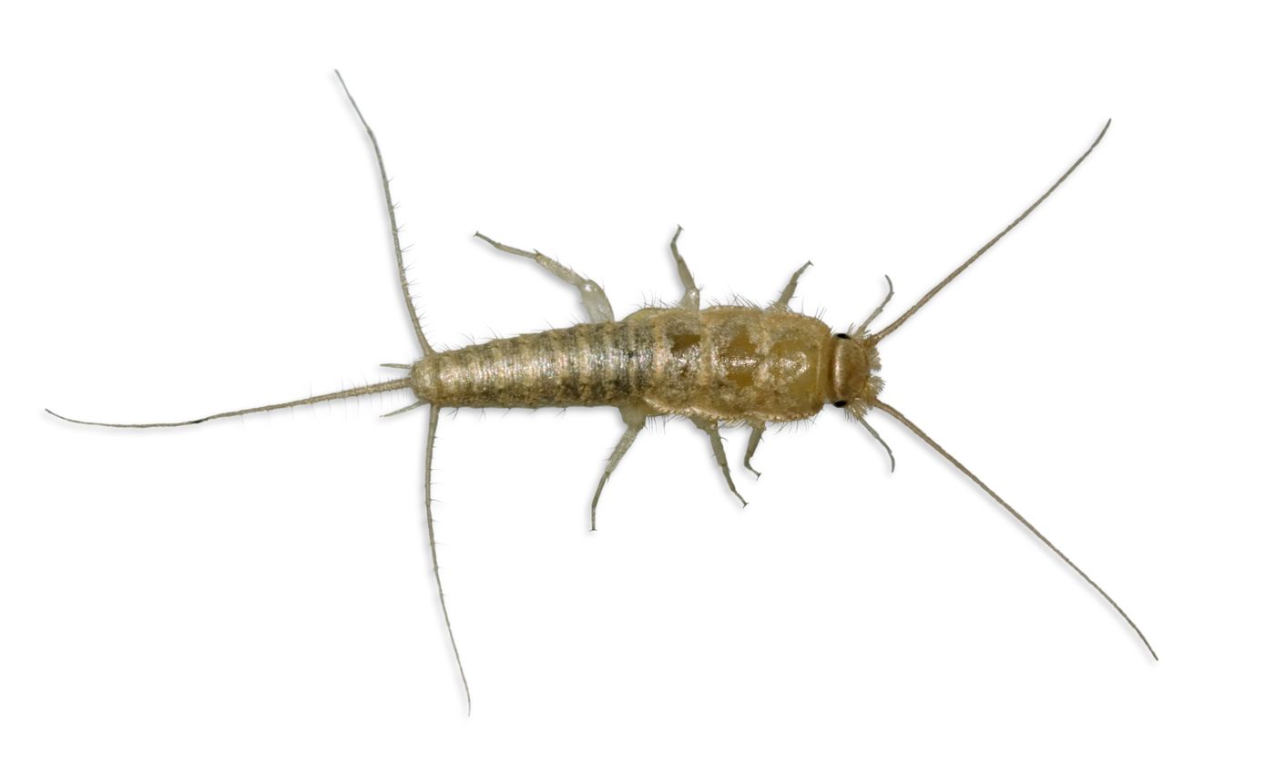 https://www.allsolutionspestcontrol.com/wp-content/uploads/2021/06/Silverfish-Extermination-St.-Peters-MO-4.jpg