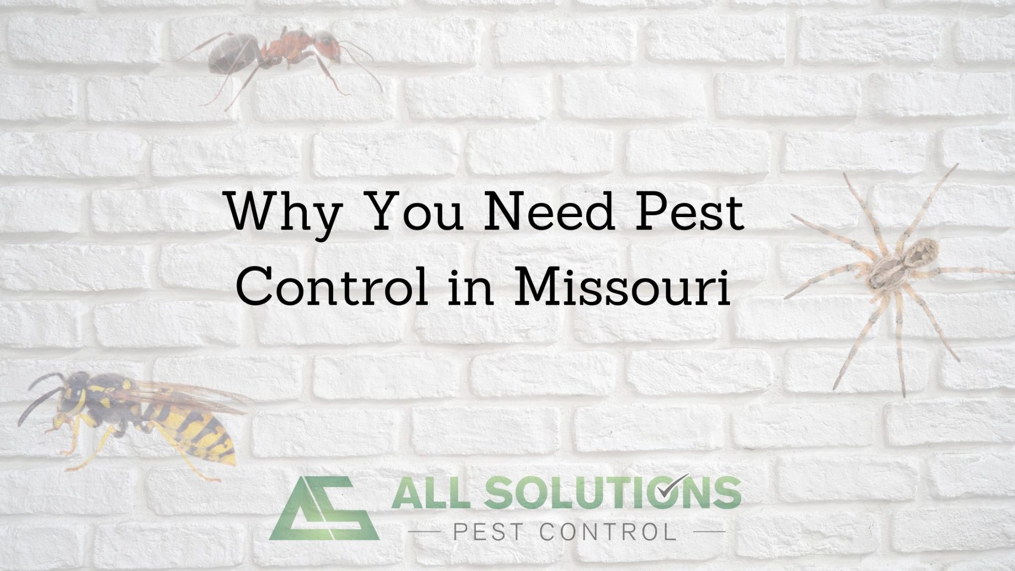 why-you-need-pest-control-in-missouri-all-solutions-pest-control