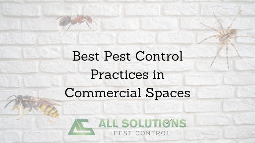 Best Pest Control Practices in Commercial Spaces