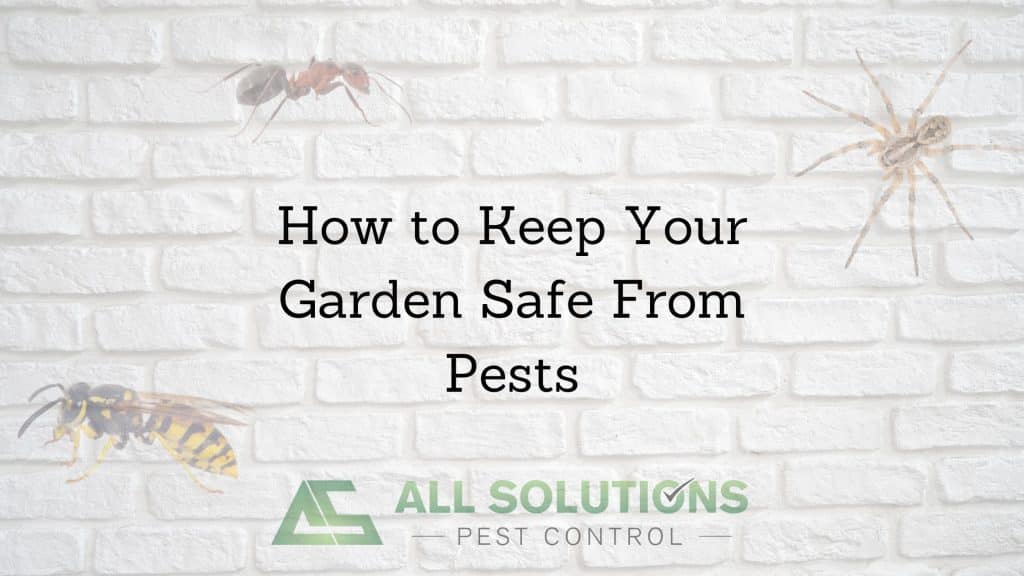 How to Keep Your Garden Safe From Pests