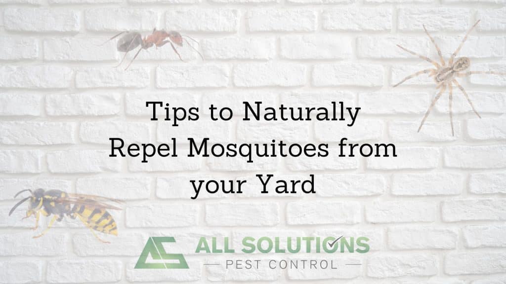 Tips to Naturally Repel Mosquitoes from your Yard