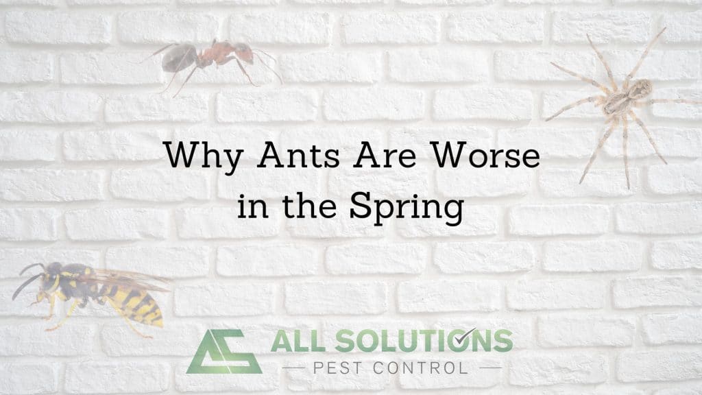 Why Ants Are Worse in the Spring